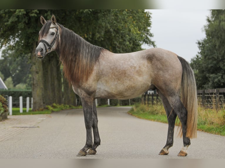Appaloosa Mix Gelding 3 years 14,3 hh Grey in Gaanderen