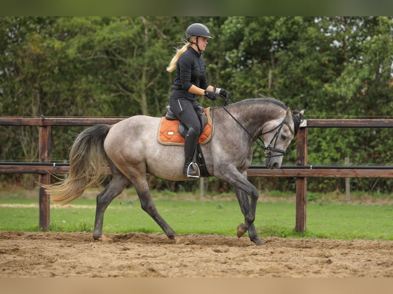 Appaloosa Mix Gelding 3 years 14,3 hh Grey in Gaanderen