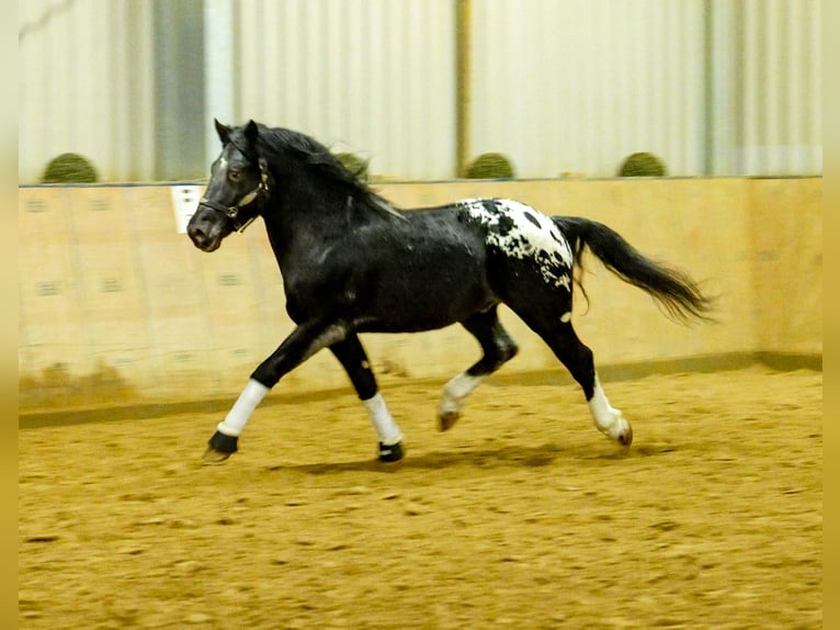 Appaloosa Gelding 3 years 15,1 hh Black in Neustadt (Wied)