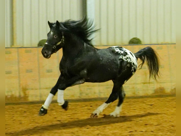 Appaloosa Gelding 3 years 15,1 hh Black in Neustadt (Wied)