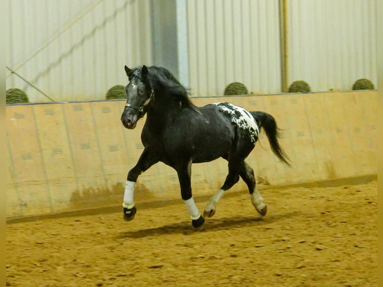 Appaloosa Gelding 3 years 15,1 hh Black in Neustadt (Wied)