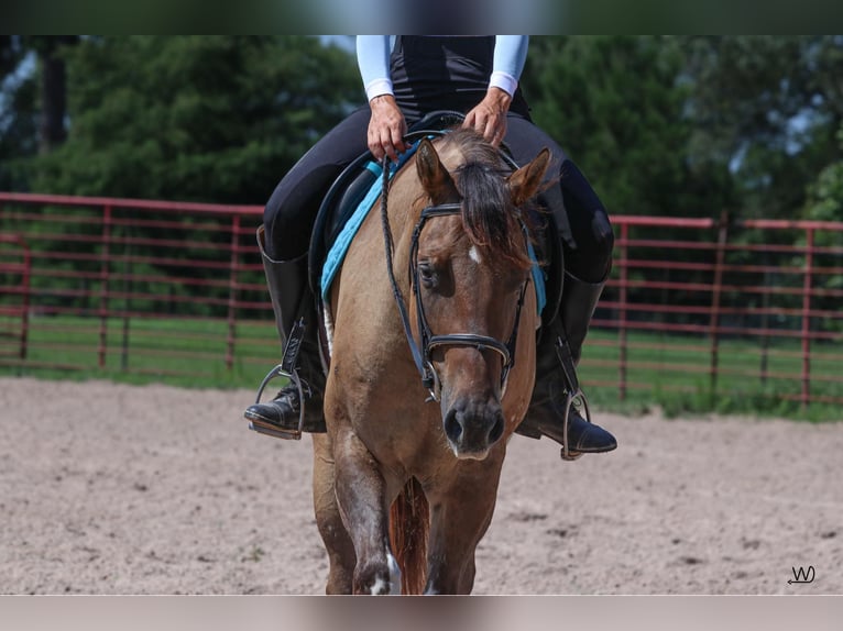 Appaloosa Gelding 3 years 15,1 hh Buckskin in Carthage