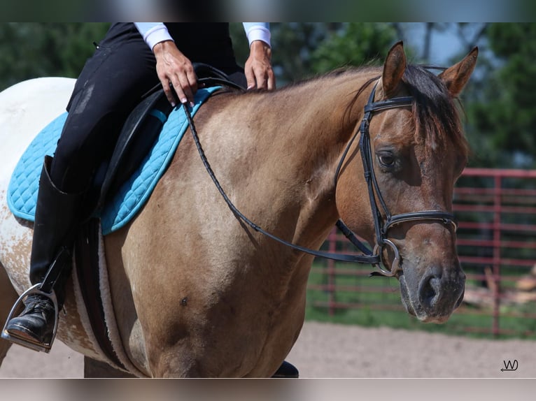 Appaloosa Gelding 3 years 15,1 hh Buckskin in Carthage