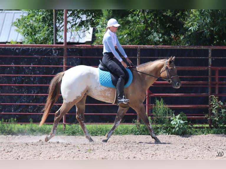 Appaloosa Gelding 3 years 15,1 hh Buckskin in Carthage