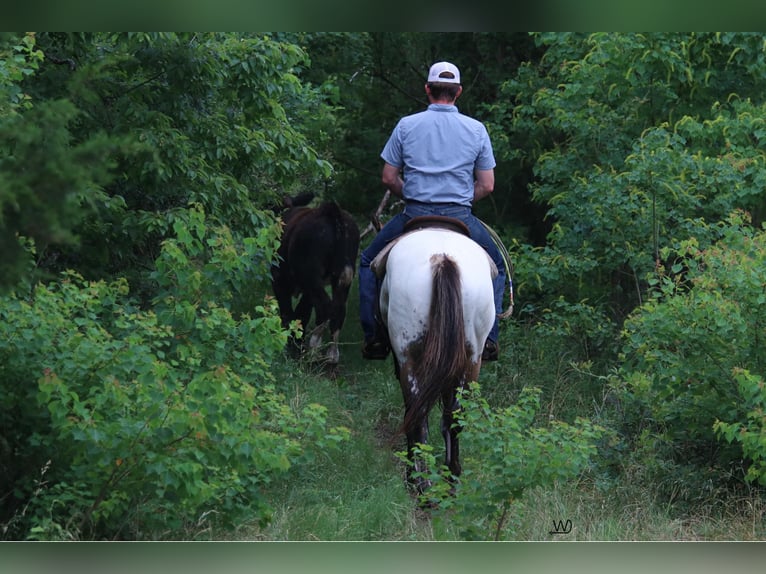 Appaloosa Gelding 3 years 15,1 hh Buckskin in Carthage