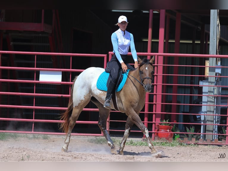 Appaloosa Gelding 3 years 15,1 hh Buckskin in Carthage