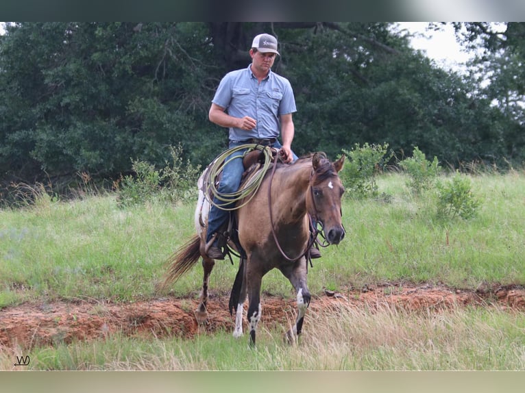 Appaloosa Gelding 3 years 15,1 hh Buckskin in Carthage