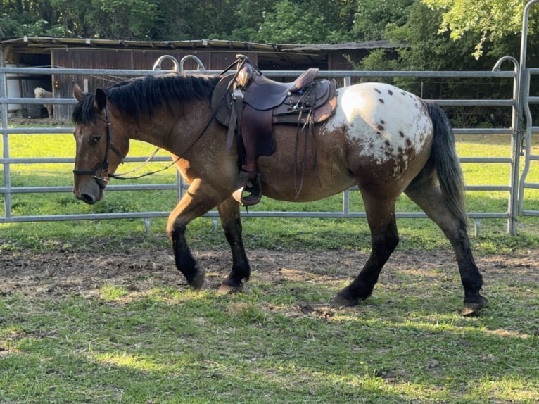 Appaloosa Gelding 3 years 15.1 hh Leopard-Piebald in Fuchstal