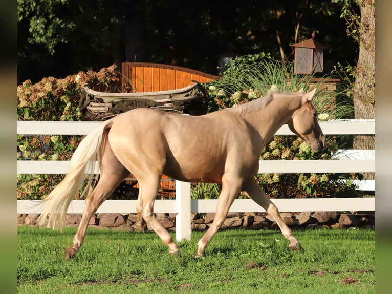 Appaloosa Gelding 3 years 15,1 hh Palomino in Oberhausen