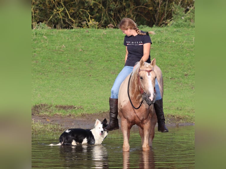 Appaloosa Gelding 3 years 15,1 hh Palomino in Oberhausen