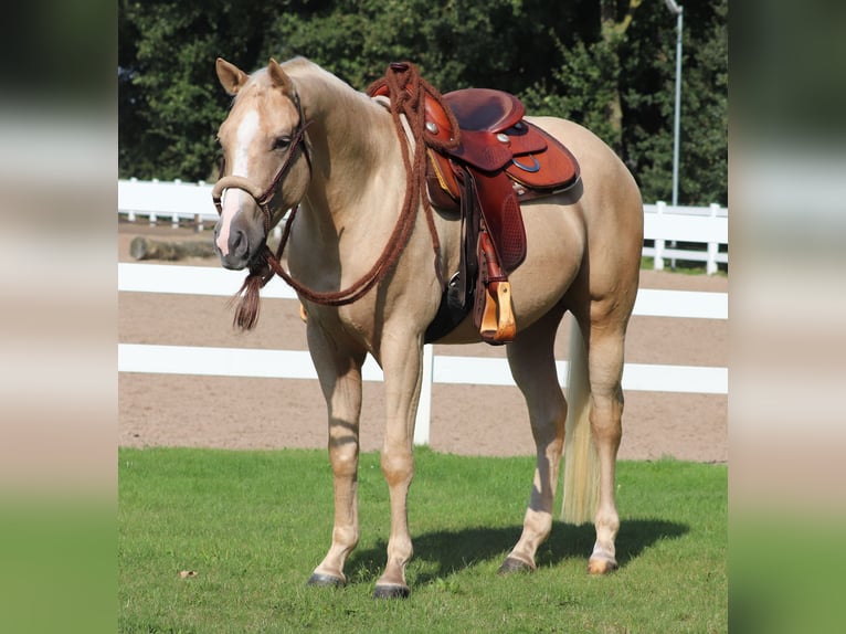 Appaloosa Gelding 3 years 15,1 hh Palomino in Oberhausen