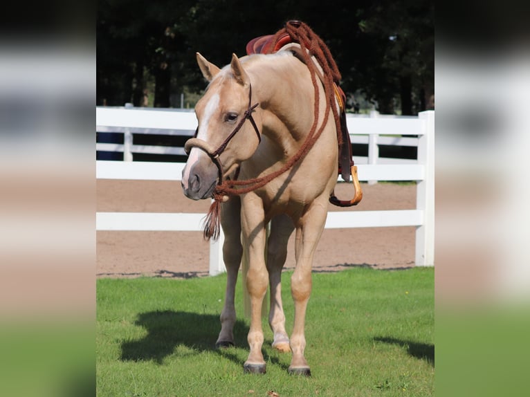 Appaloosa Gelding 3 years 15,1 hh Palomino in Oberhausen