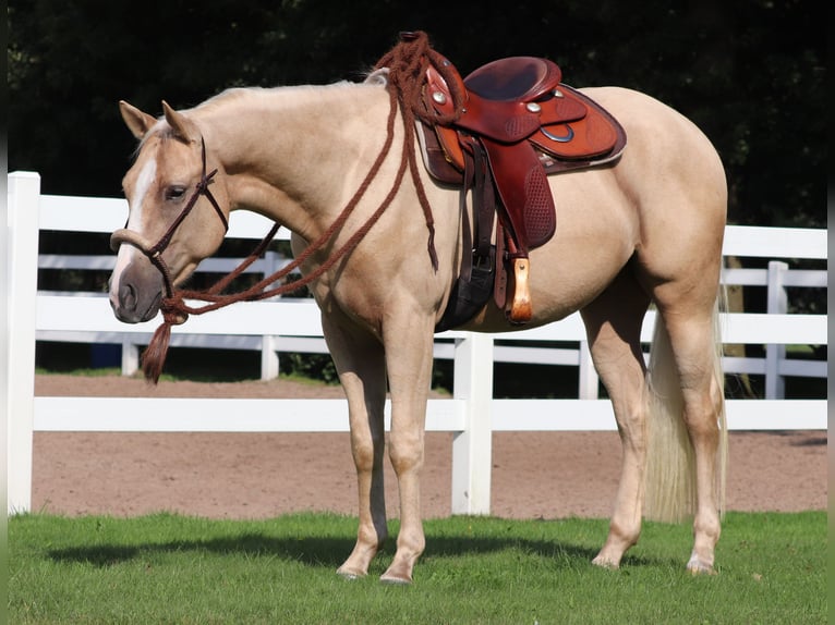 Appaloosa Gelding 3 years 15,1 hh Palomino in Oberhausen