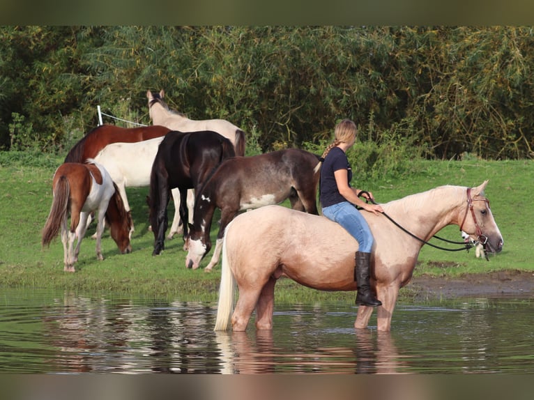 Appaloosa Gelding 3 years 15,1 hh Palomino in Oberhausen