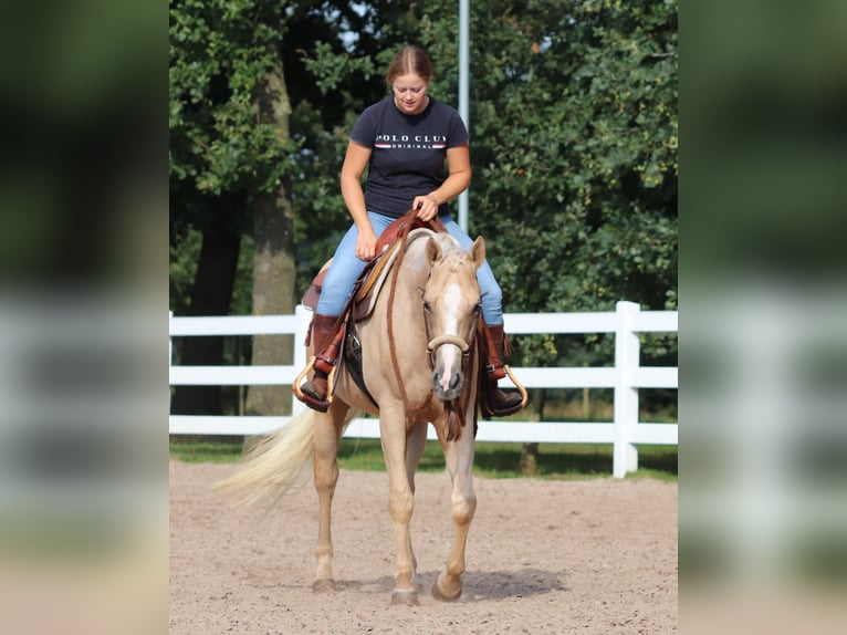 Appaloosa Gelding 3 years 15,1 hh Palomino in Oberhausen