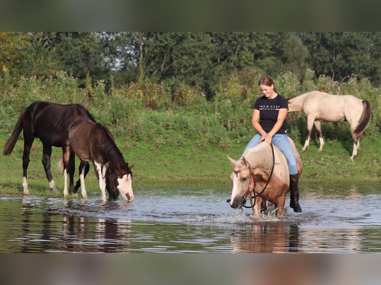 Appaloosa Gelding 3 years 15,1 hh Palomino in Oberhausen