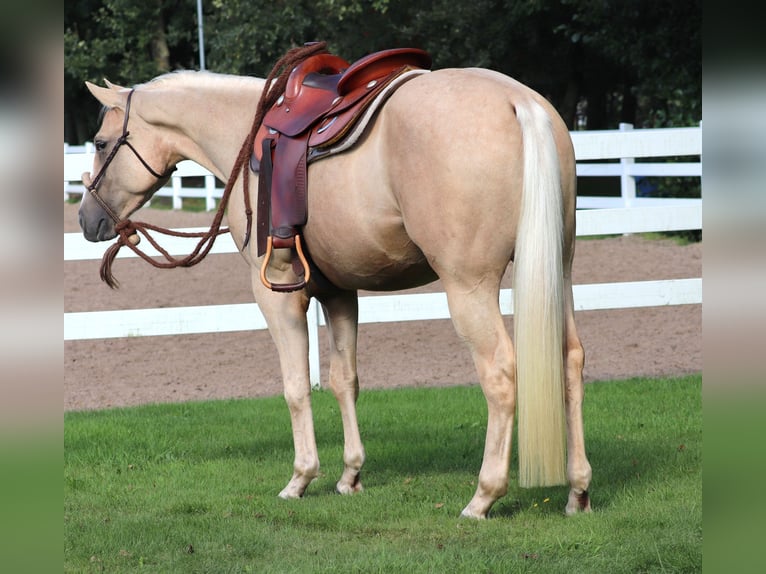 Appaloosa Gelding 3 years 15,1 hh Palomino in Oberhausen