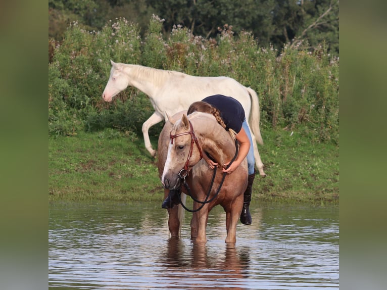 Appaloosa Gelding 3 years 15,1 hh Palomino in Oberhausen