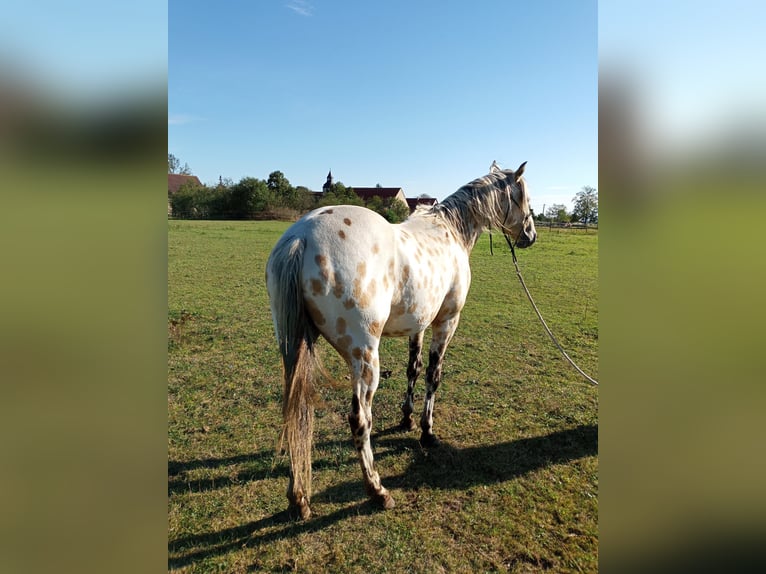 Appaloosa Gelding 3 years 15,1 hh in Mühlberg (Elbe)