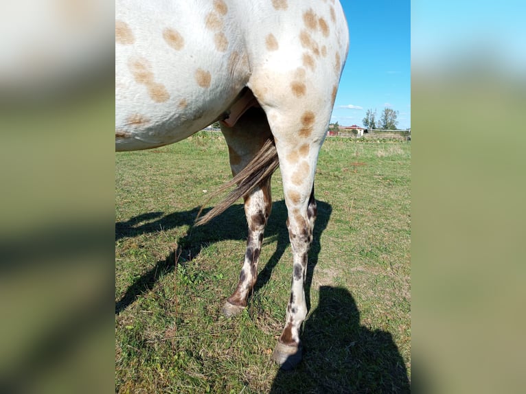 Appaloosa Gelding 3 years 15,1 hh in Mühlberg (Elbe)