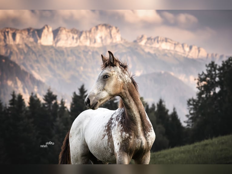 Appaloosa Gelding 3 years 15.2 hh Buckskin in Sommeri