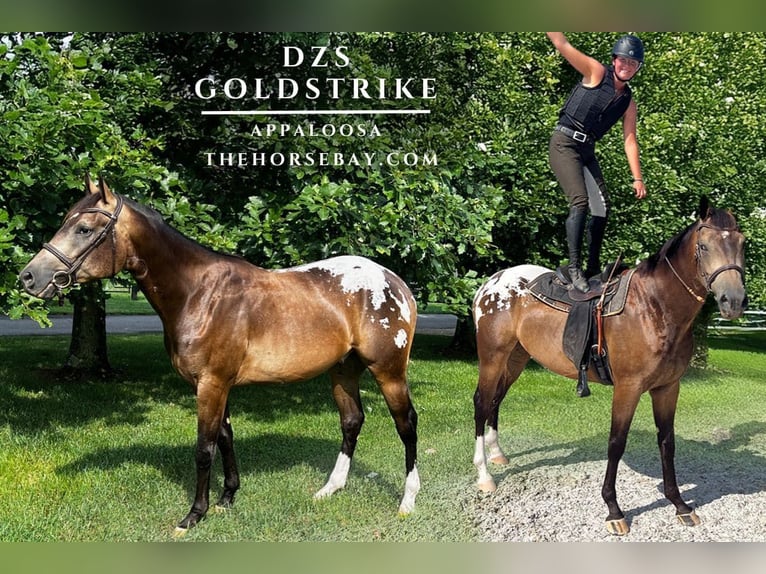 Appaloosa Gelding 3 years 15,2 hh Buckskin in Louisville, TN