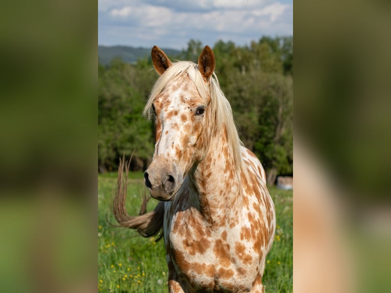 Appaloosa Gelding 3 years 15.2 hh Palomino in Železný Brod
