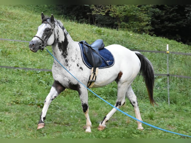 Appaloosa Gelding 3 years 15,3 hh Pinto in Gibswil