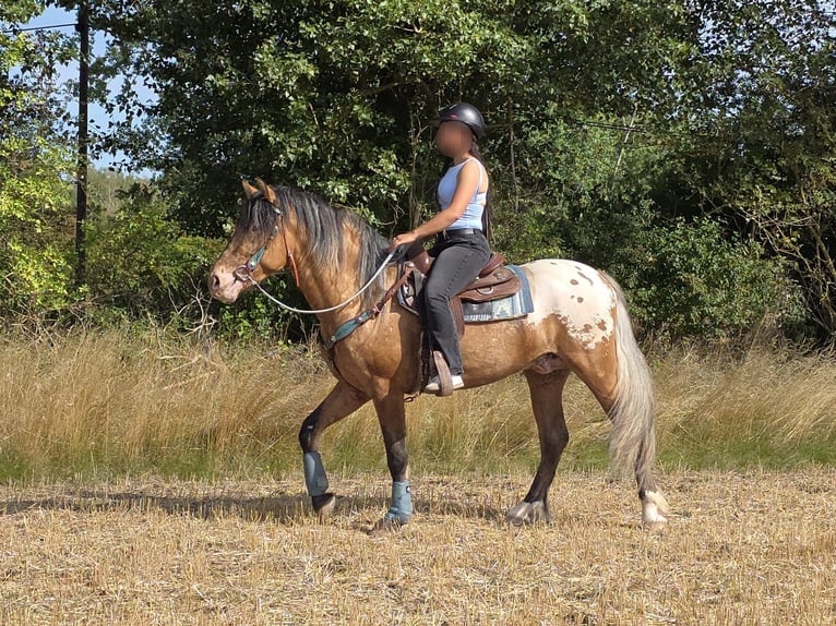 Appaloosa Mix Gelding 3 years 15 hh Leopard-Piebald in Linkenbach