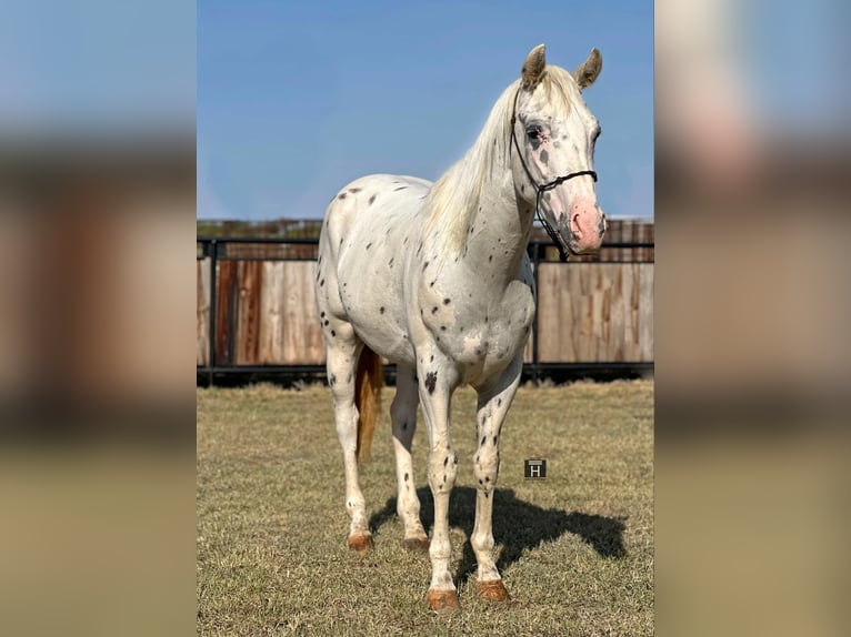 Appaloosa Gelding 3 years 15 hh Leopard-Piebald in Jacksboro TX