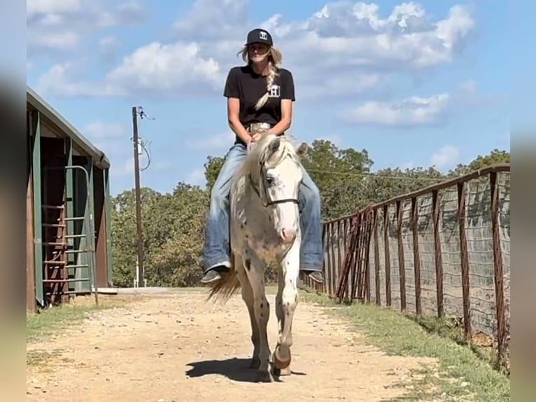 Appaloosa Gelding 3 years 15 hh Leopard-Piebald in Jacksboro TX