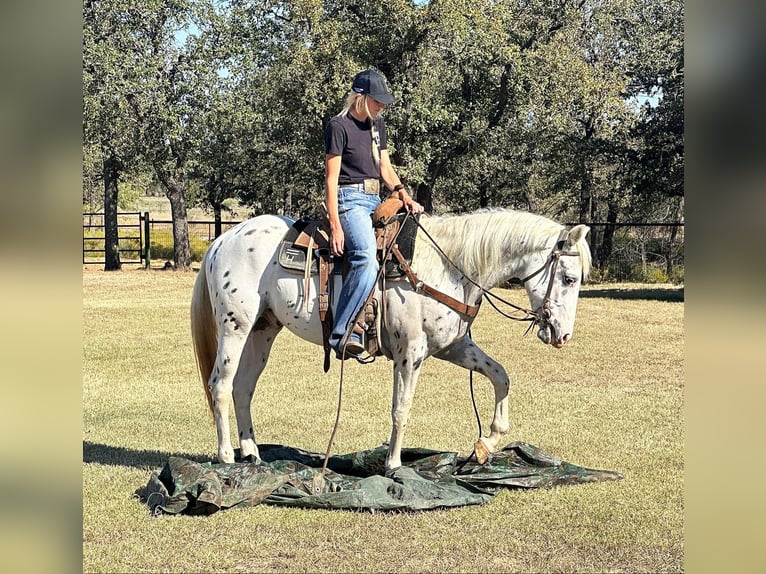 Appaloosa Gelding 3 years 15 hh Leopard-Piebald in Jacksboro TX