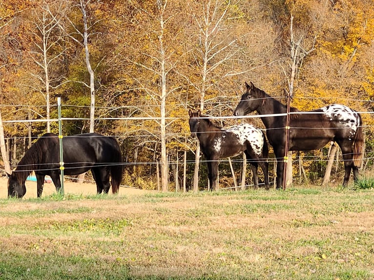 Appaloosa Gelding 3 years 15 hh Leopard-Piebald in French Lick