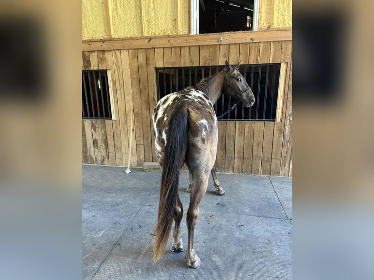 Appaloosa Gelding 3 years 15 hh Leopard-Piebald in French Lick