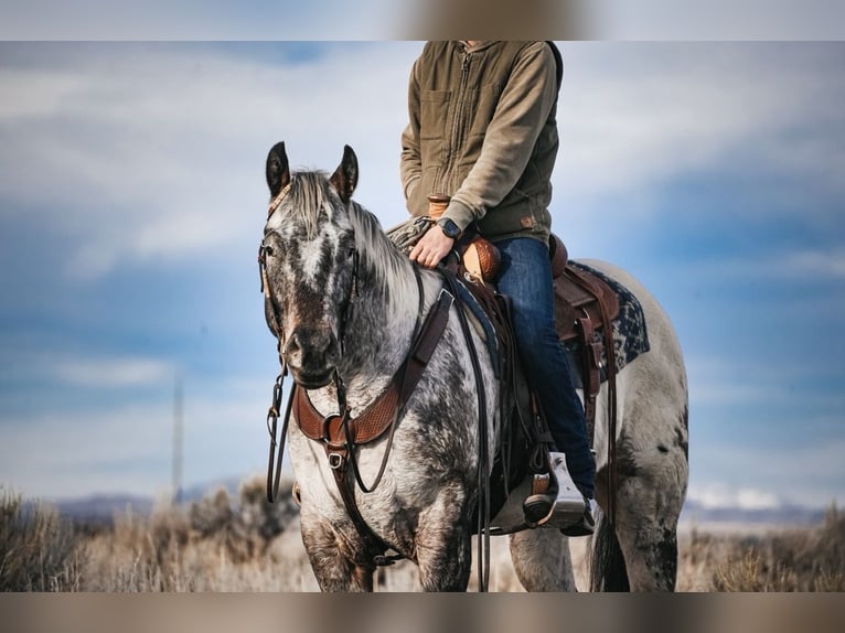 Appaloosa Gelding 3 years 15,1 hh Brown in Saint Anthony