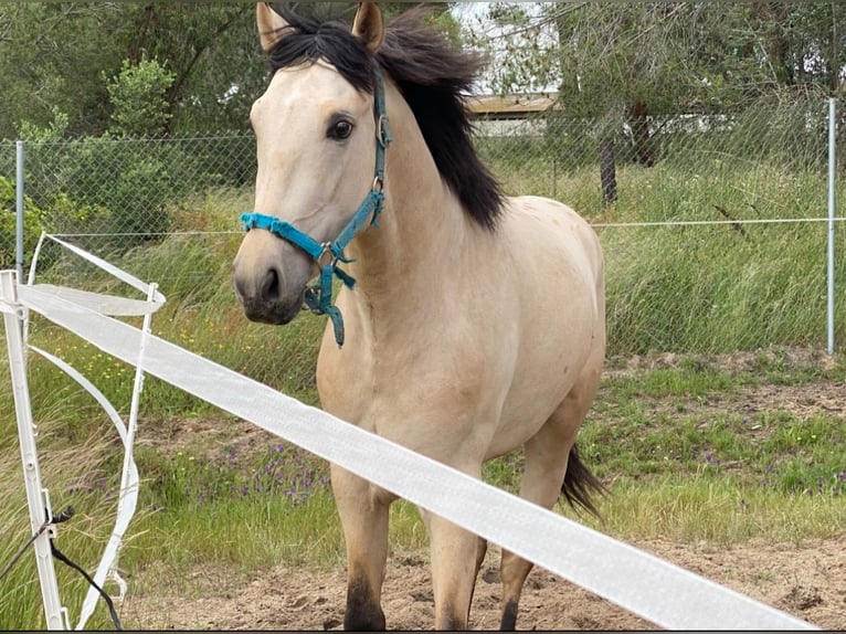 Appaloosa Mix Gelding 3 years 15,1 hh Dun in Aachen