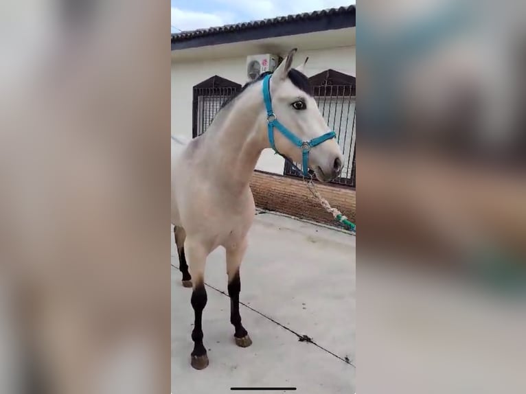 Appaloosa Mix Gelding 3 years 15,1 hh Dun in Aachen
