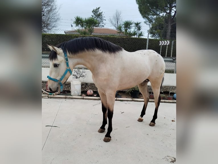 Appaloosa Mix Gelding 3 years 15,1 hh Dun in Aachen