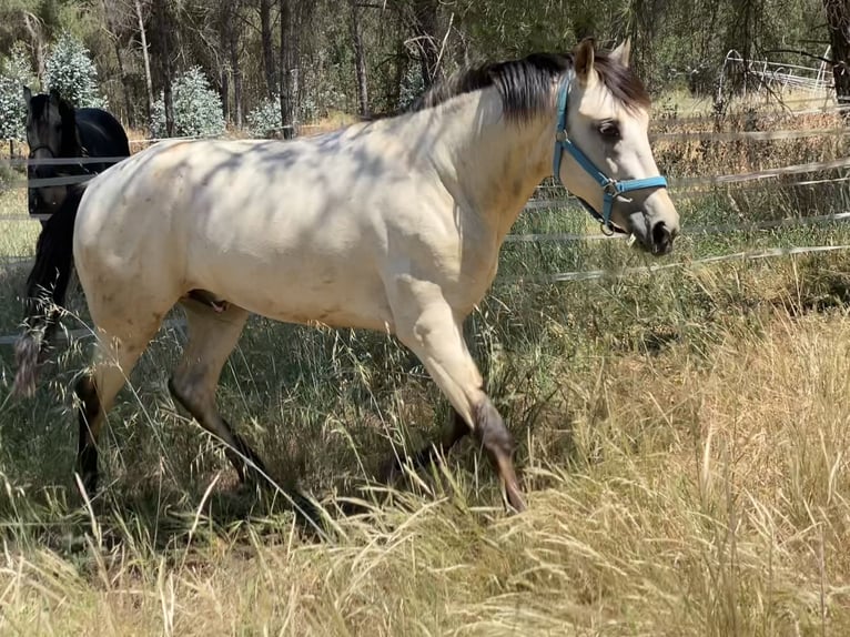 Appaloosa Mix Gelding 3 years 15,1 hh Dun in Aachen
