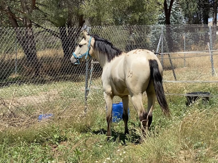Appaloosa Mix Gelding 3 years 15,1 hh Dun in Aachen