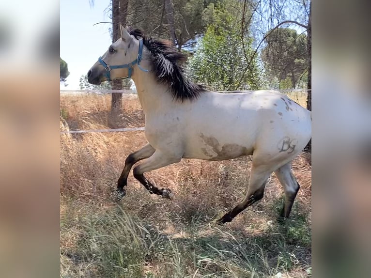 Appaloosa Mix Gelding 3 years 15,1 hh Dun in Aachen