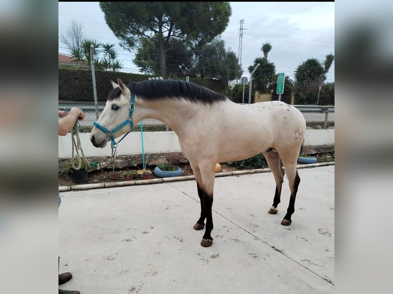 Appaloosa Mix Gelding 3 years 15,1 hh Dun in Aachen