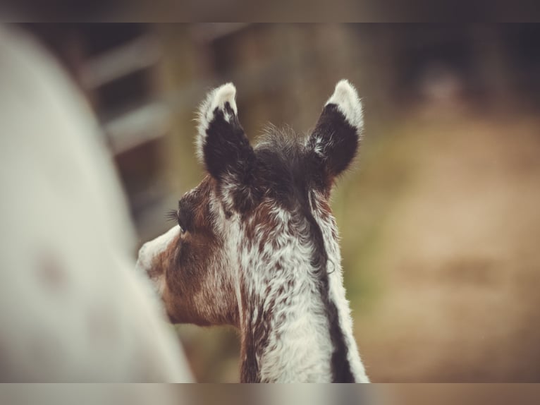 Appaloosa Gelding 3 years 15,1 hh in Stein