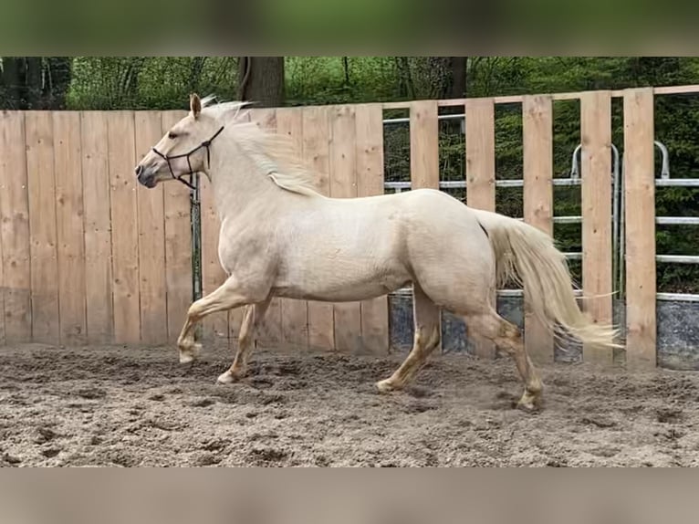 Appaloosa Gelding 3 years 15,1 hh Palomino in Preußisch Oldendorf