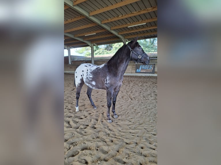 Appaloosa Gelding 3 years 15,1 hh Smoky-Black in Boortmeerbeek