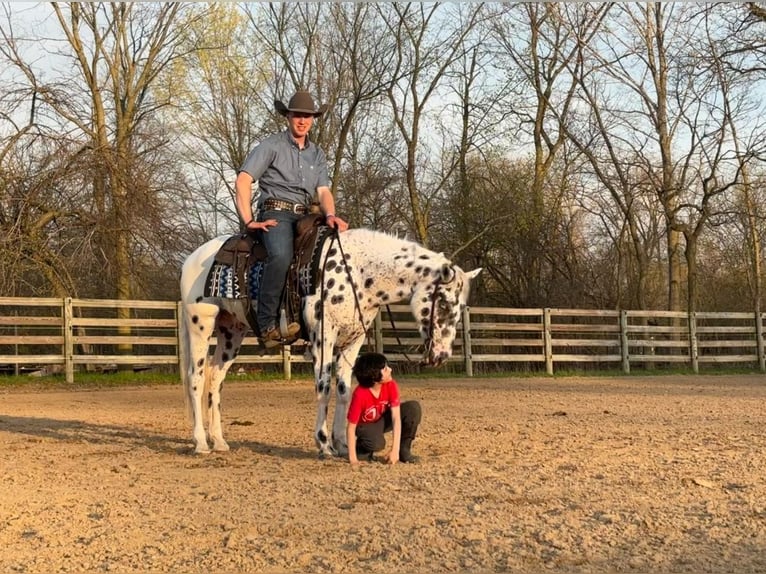 Appaloosa Gelding 3 years Leopard-Piebald in Saginaw