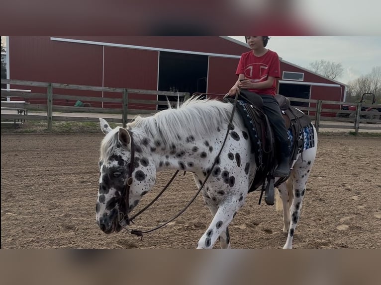 Appaloosa Gelding 3 years Leopard-Piebald in Saginaw