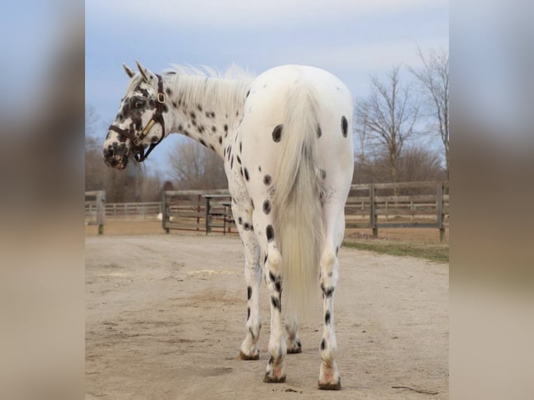 Appaloosa Gelding 3 years Leopard-Piebald in Saginaw