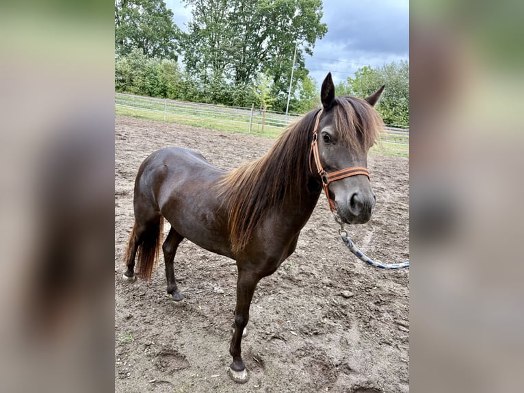 Appaloosa Gelding 4 years 11.2 hh Chestnut in Petershagen