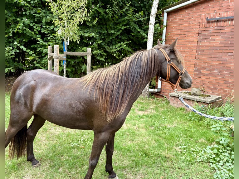 Appaloosa Gelding 4 years 11.2 hh Chestnut in Petershagen